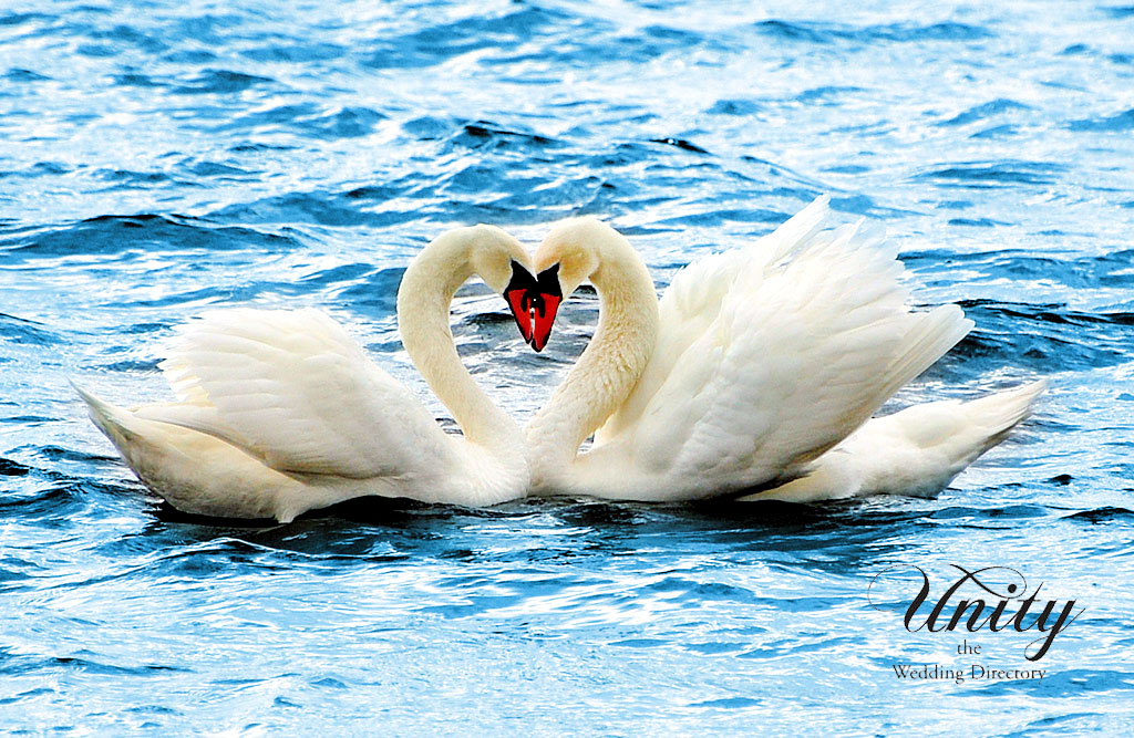 Swans in Love on the lake